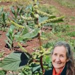 Adoptez les feuilles de papaye pour des cheveux jeunes et en bonne santé ! 🌿🍃