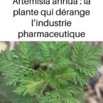 Je ne mange pas de farine blanche ! Pain en bocal en une minute ! Pas de levure, pas de sucre