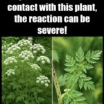 🌿 Qu’est-ce que la ciguë tachetée ?