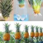 🧑‍🍳 Comment préparer du sirop de dattes maison