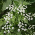 🌿 Ne touchez jamais cette plante si vous la croisez — voici pourquoi