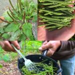Les puissants bienfaits des graines de papaye : pourquoi les inclure dans votre alimentation