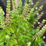 Découvrez le Pouvoir Caché de l’Amarante : La Plante Miracle Que Vous Ne Soupçonniez Pas