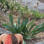 Les puissants bienfaits des graines de papaye : pourquoi les inclure dans votre alimentation
