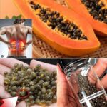 Les incroyables bienfaits du Plantago lanceolata et comment l’utiliser