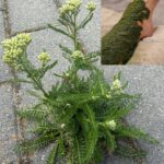 Plantain majeur (Plantago major) : Très commun, très puissant