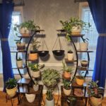 Top 4 des meilleures plantes d’intérieur productrices d’oxygène pour une maison plus saine
