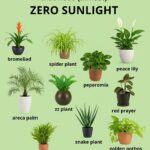 Top 4 des meilleures plantes d’intérieur productrices d’oxygène pour une maison plus saine