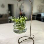 Orejón Origan et Santé Visuelle : Ce Que Dit la Science