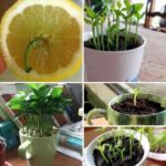 7 raisons pour lesquelles vous ne devriez pas éliminer la Pourpier de votre jardin