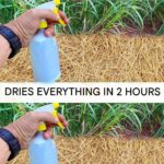 L’Arme Secrète de Juin : Transformez Vos Fleurs avec Une Simple Cuillère à Café
