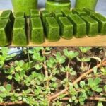 🍋 La technique rapide pour planter un citron dans une tasse et parfumer toute la maison : vous allez adorer le résultat