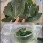 Découvrez 8 Utilisations Surprenantes des Feuilles de Figuier pour la Santé et le Bien-être