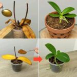 Libérez le pouvoir détoxifiant de l’aloe vera et du romarin