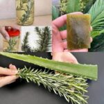 🌸 Saupoudrez 1 cuillère sur les racines mortes de votre orchidée ! Elle renaît et fleurit toute l’année