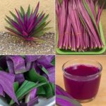 🚫 Si vous voyez une clôture peinte en violet, voici ce que cela signifie