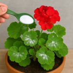 Que faire si vous trouvez une tique dans votre maison : guide complet