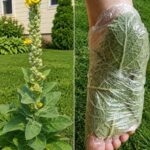 Tisane de l’herbe à l’asthme : bienfaits traditionnels et utilisation de Euphorbia hirta