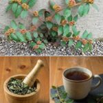 Cette plante pousse dans de nombreux jardins… et elle est utilisée depuis des générations
