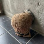 Cette plante pousse dans de nombreux jardins… et elle est utilisée depuis des générations