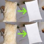 Comment savoir si un oignon est périmé : les signes à vérifier avant de le manger