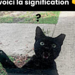 Illusion d’optique : corbeau ou gant, ce que votre premier regard dit de vous