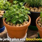 Les chefs connaissent cette astuce pour garder le persil frais pendant des semaines 🌿